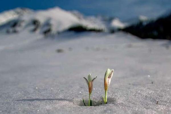 A local farm began selling fresh produce directly to consumers through a community-supported agriculture program