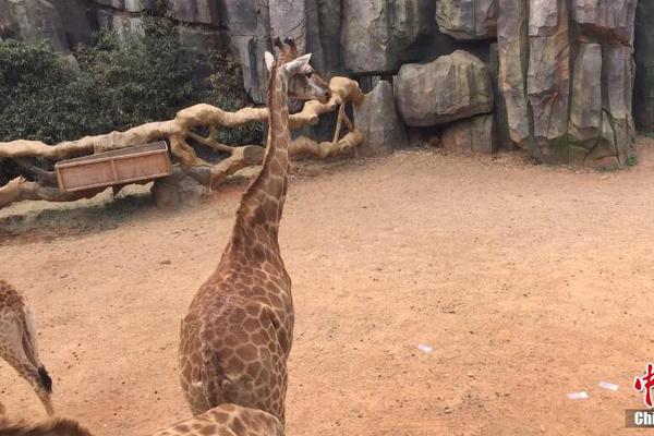 A charity organization provided backpacks and school supplies to children in low-income areas