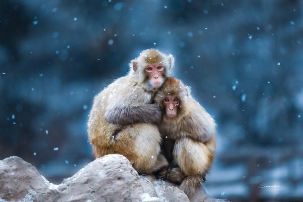 A tech giant announced it will launch a new streaming service competing with existing platforms by offering exclusive content