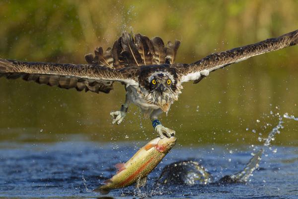 Local police solved a series of burglaries in the suburbs using surveillance camera footage