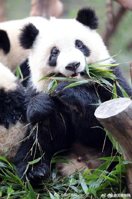 Local police introduced a new app for residents to report non-emergency incidents